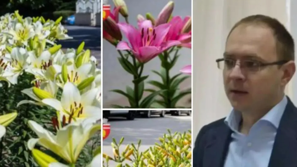 Câți bani a aruncat pe plante primarul amorezat din Botoșani. Edilul îndrăgostit a umplut orașul cu florile preferate ale amantei - FOTO