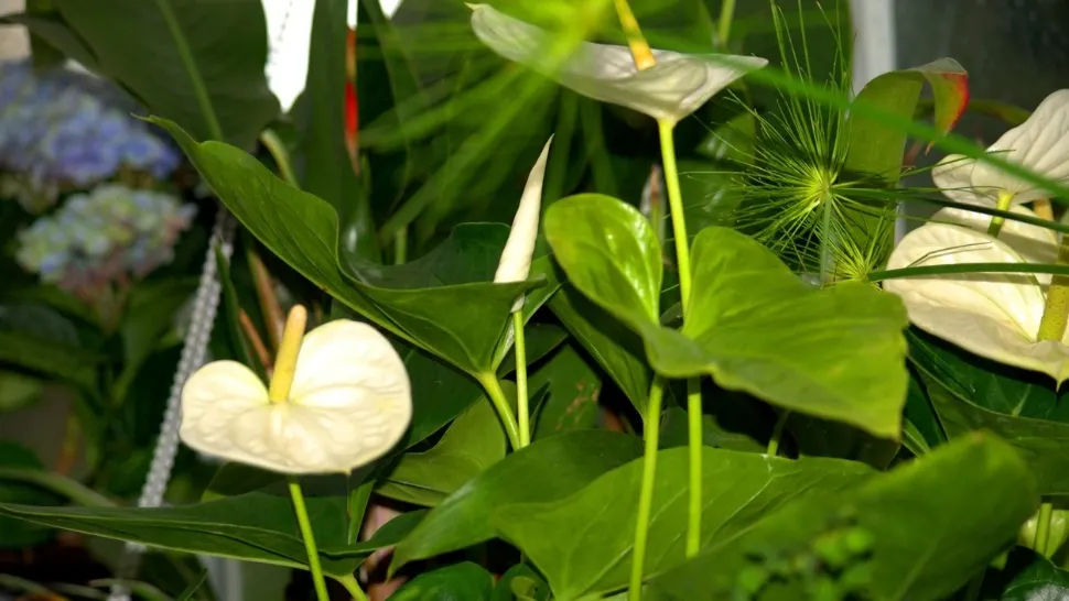 Planta care aduce iubirea în casă. Foto/Profimedia