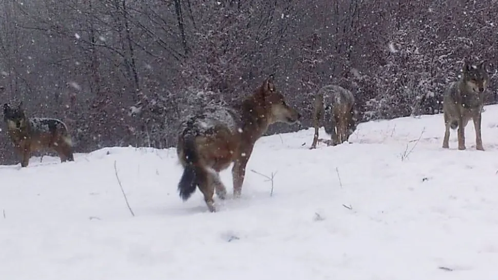 Lupii fac ravagii în Covasna. Animalele au mâncat și câini, inclusiv din curțile oamenilor - FOTO 