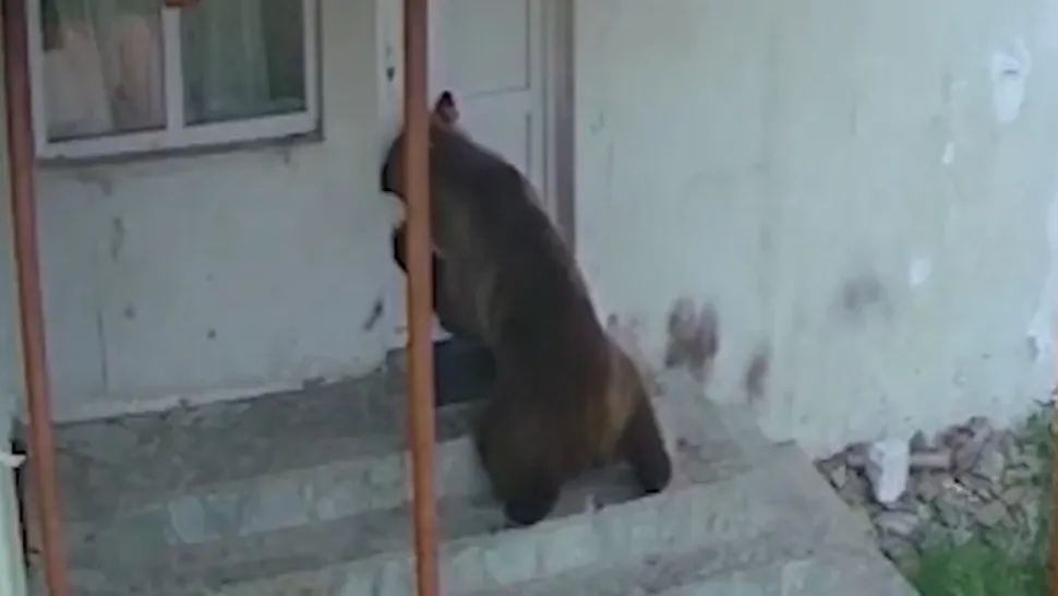 Autoritățile prahovene, păcălite de urs! Oamenii sunt terorizați: cum fentează noul "Rambo" capcanele / Captură video