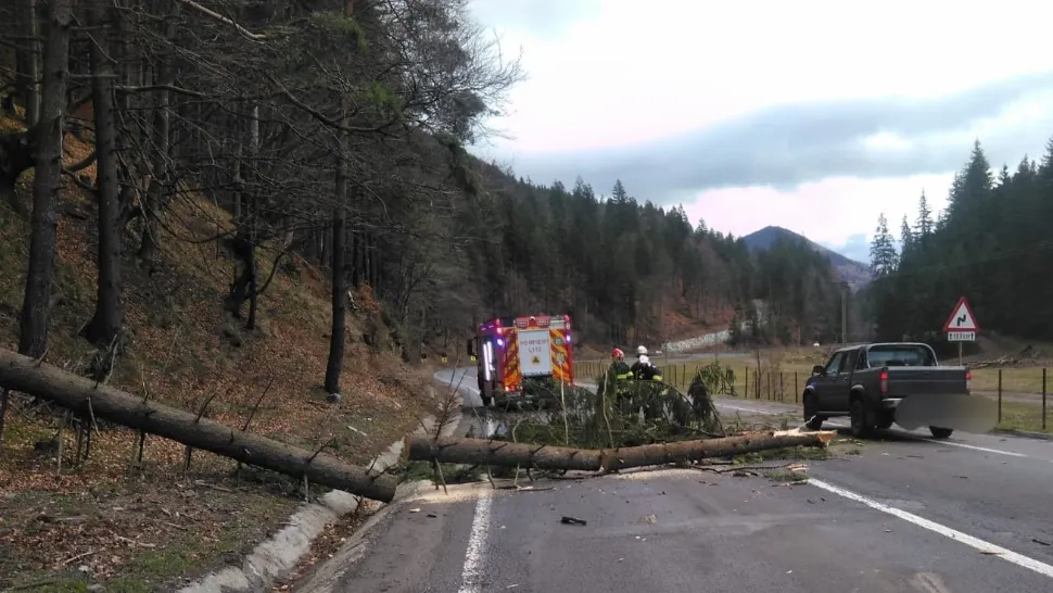 Copac cazut peste masina