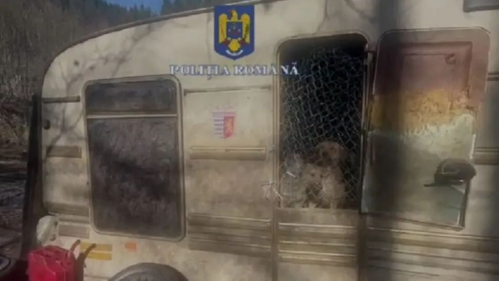 90 de câini, găsiți într-un adăpost improvizat, în județul Hunedoara