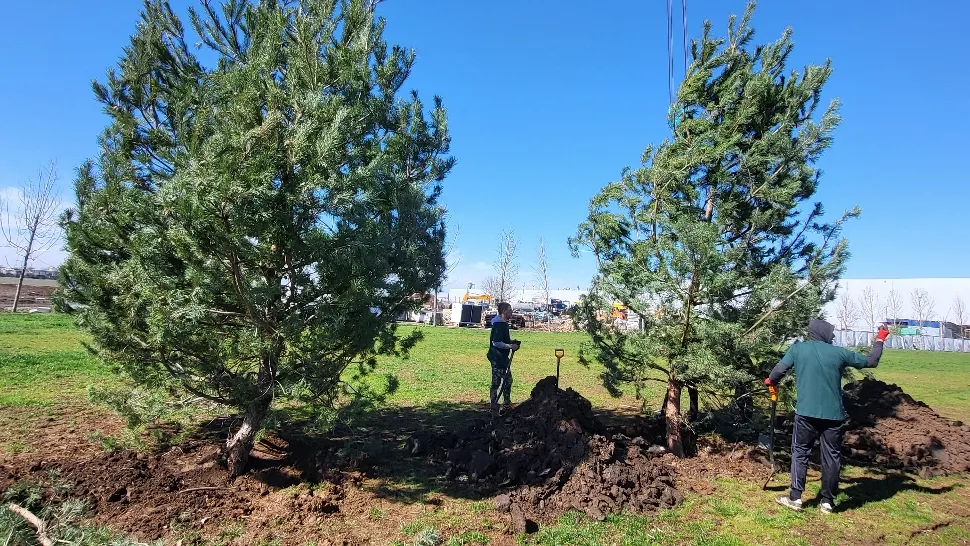 Pădure de conifere lângă parcarea Tudor Arghezi - FOTO