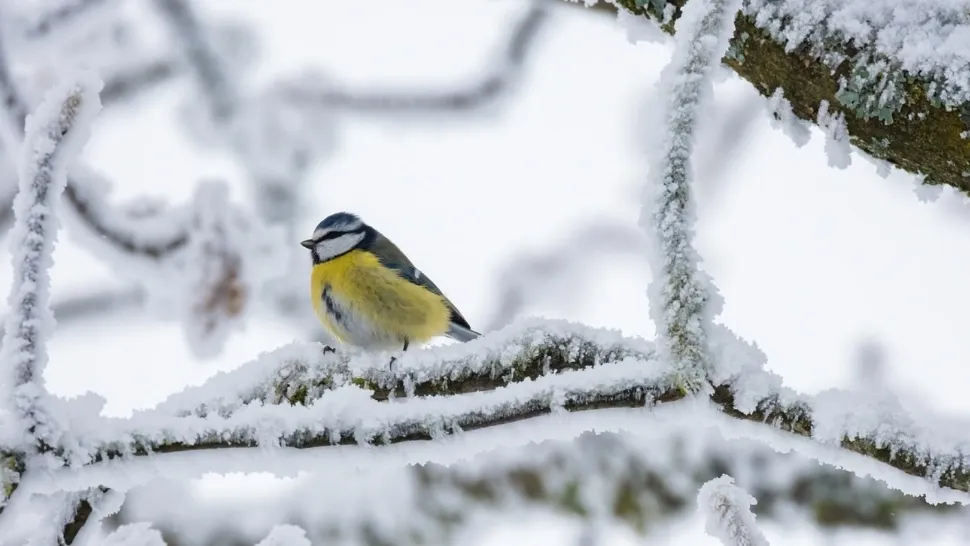 Prognoza meteo 20 martie