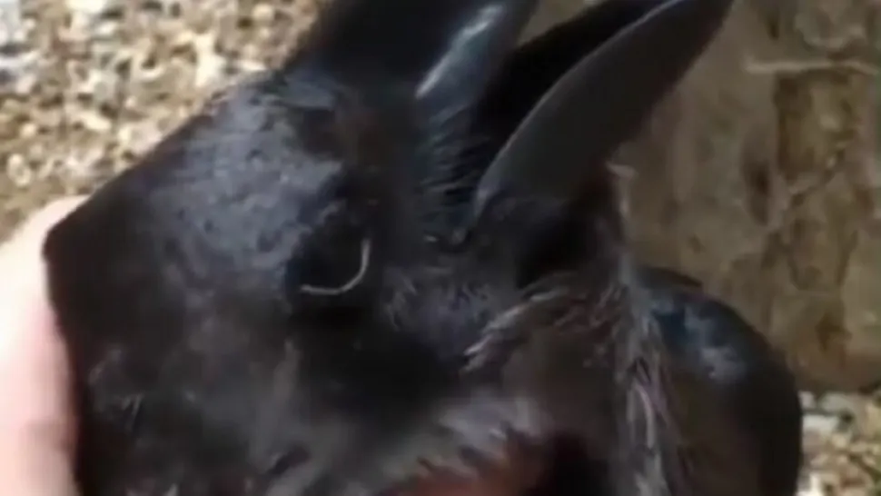 Imaginea care a împărțit internetul în două: Ce animal este, de fapt: un iepure sau o cioară?