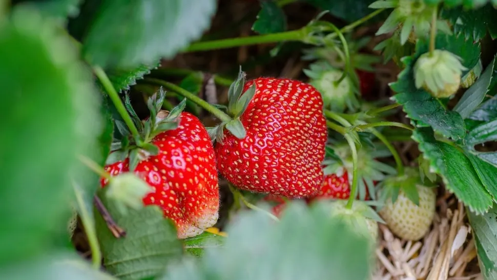 Căpsuni cu pesticide depistate în urma unor verificări făcute de Autoritatea Națională Fitosanitară la produsele românești