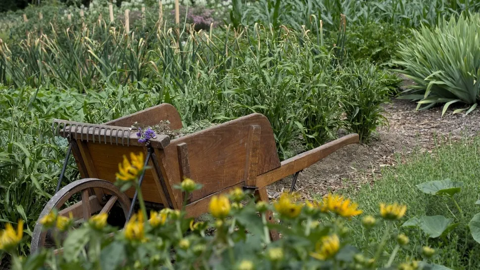 Ce legume se plantează în luna mai în grădină. Trucuri dezvăluite de grădinari pentru o recoltă bogată