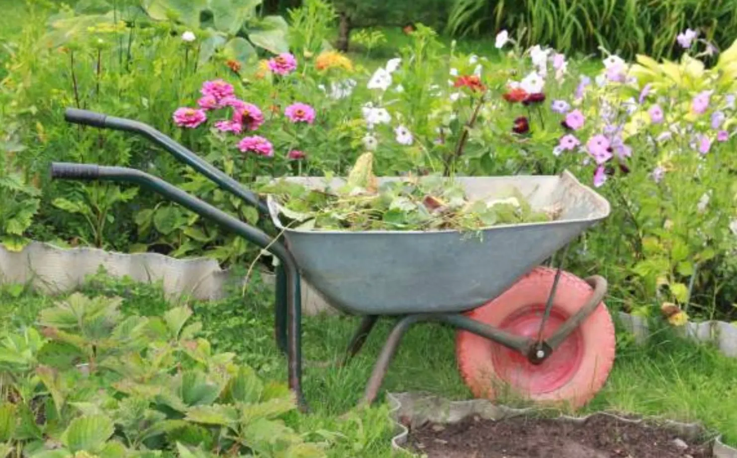 Femeie de 76 de ani, din Brașov, amendată cu 100 de lei pentru că a plantat flori în grădina blocului