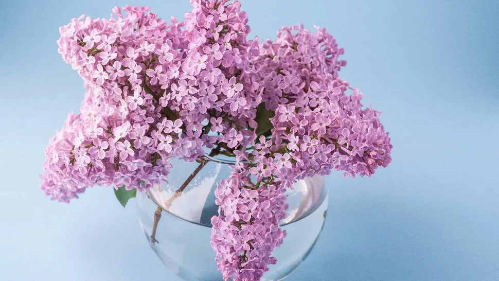 Liliac/ unsplash.com
