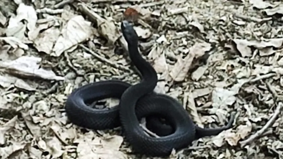 Vipera NEAGRĂ din Rusia și Ucraina, zărită în pădurile din jurul Iașiului. Apariția alimentează temerile