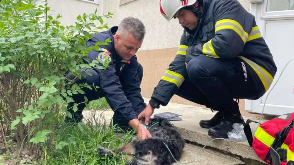 Caine salvat de pompieri
