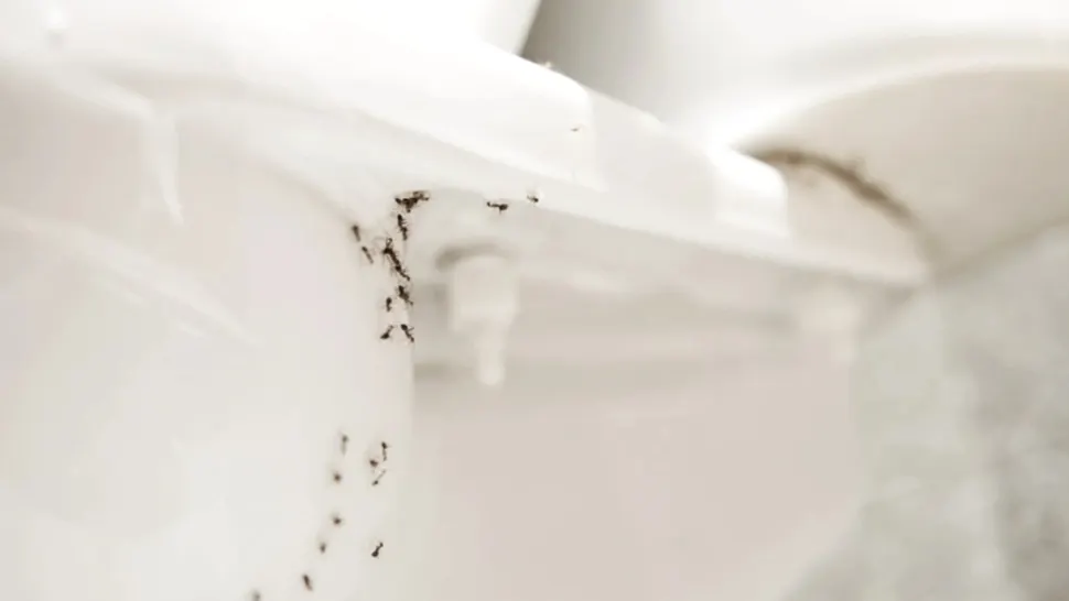 Ai insecte în baie? Trucuri simple, care te ajută să scapi de ele/ Captură foto