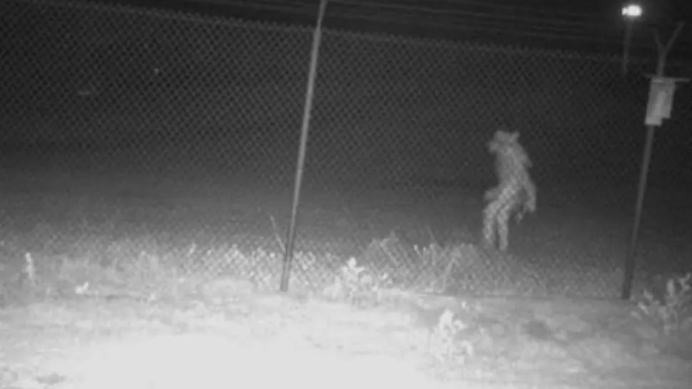 Imaginea care îți va da fiori. O prezență mistică a fost surprinsă pe camerele de supraveghere din apropierea unei grădini zoologice
