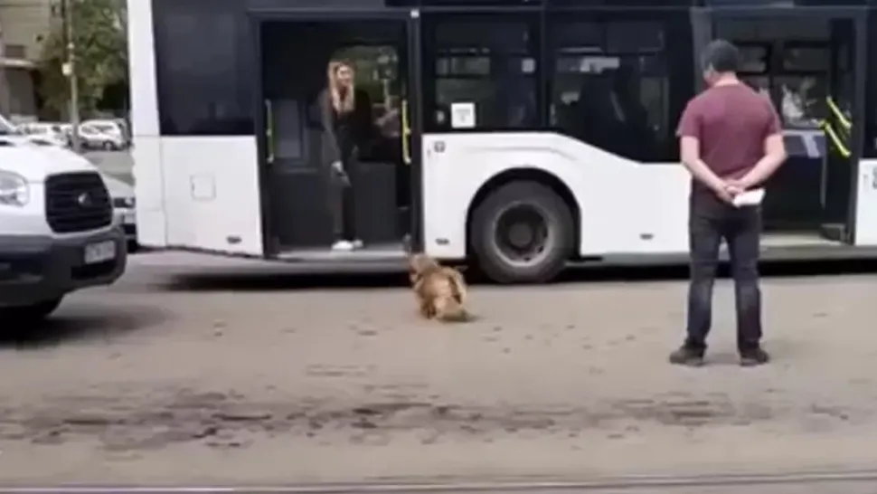 Dosar penal pentru o tânără din Iași care și-a lovit cățelul cu geanta. Val de reacții în spațiul virtual - VIDEO