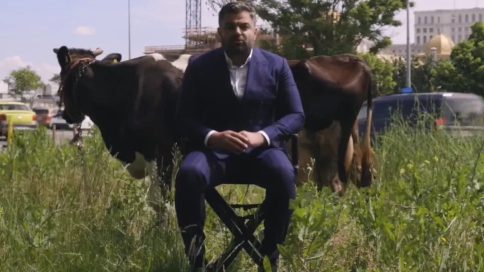 Adrian Vigheciu, candidatul PSD-PNL la Primăria Sectorului 5, a ieșit cu vaca la păscut