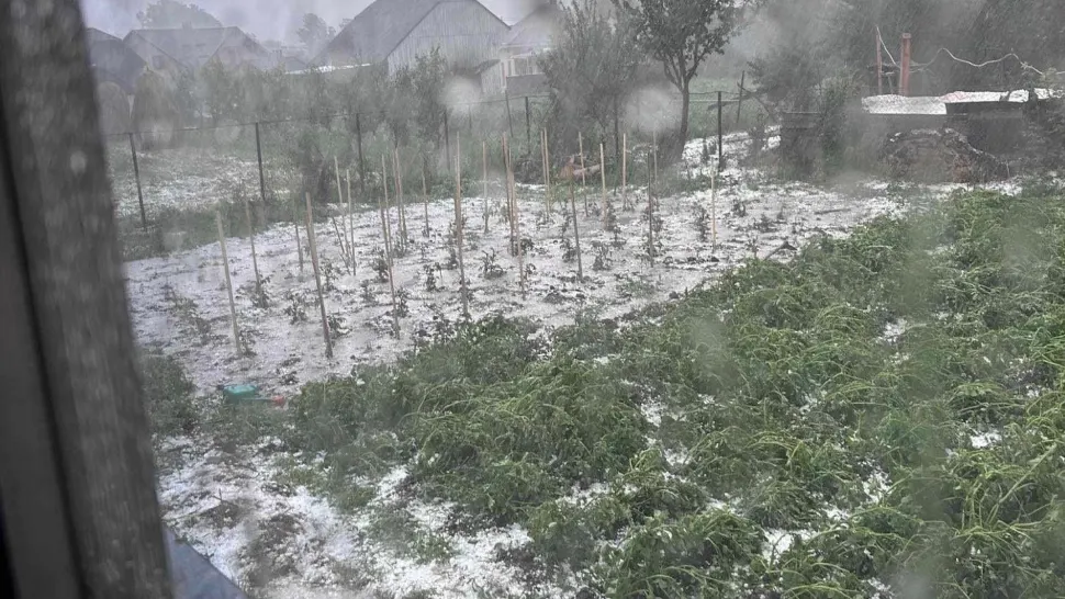 Cu ce revigorăm cultura de roșii după furtuna cu grindină. Amestecul BIO pentru producția de tomate