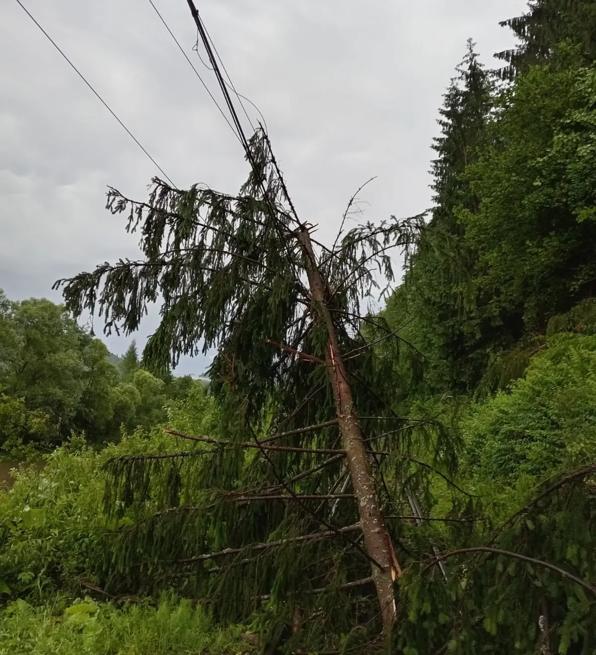 Întârziere de aproximativ 3 ore pentru un tren care circula pe ruta Mangalia-Satu Mare, din cauza unui copac căzut/ Arhivă foto