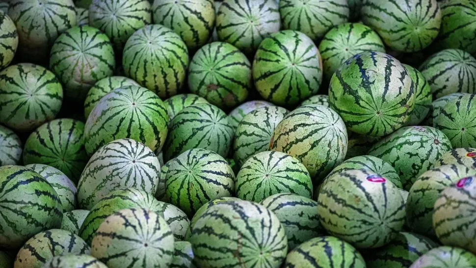 Cum verifici dacă pepenele roșu este copt și dulce: cum trebuie să fie codița