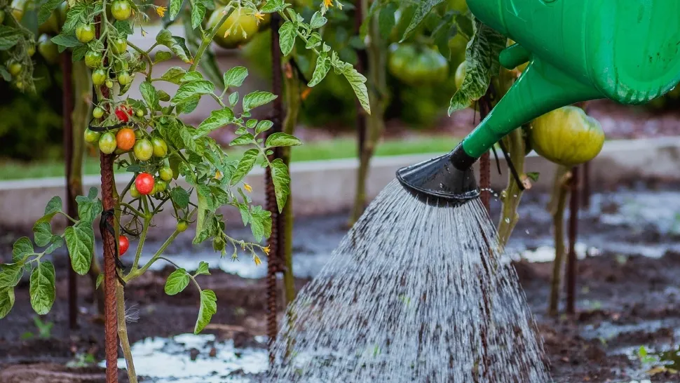 Amestecul care distruge dăunătorii din grădină. Câtă cenușă se pune la un litru de apă în fertilizarea roșiilor
