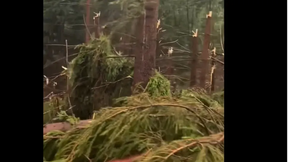 Brazi doborâți la pământ de o vijelie puternică în jude Maramureș/Captură video
