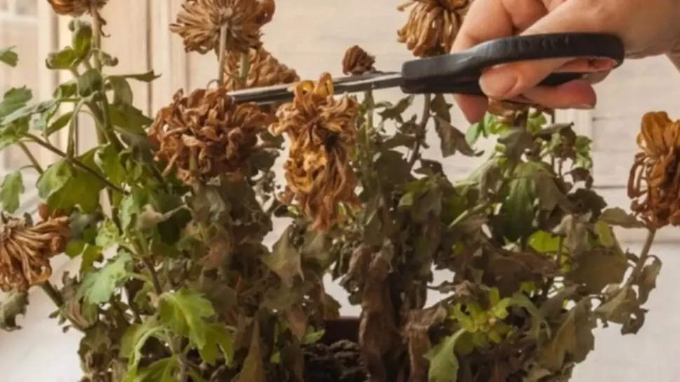 Amestecul pe care trebuie să-l pui în ghiveci dacă florile s-au ofilit. Își revin pe loc!
