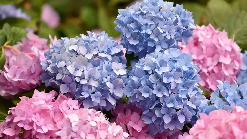 Cum se îngrijește corect hortensia pentru o înflorire bogată, fără purici, tot restul anului