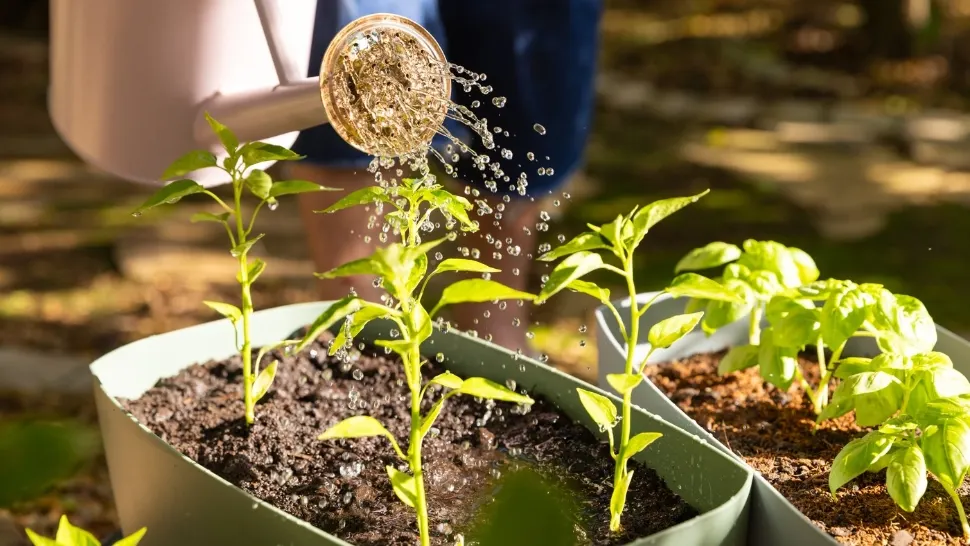 Apa minerală, beneficii ascunse pentru plante. Foto/Profimedia
