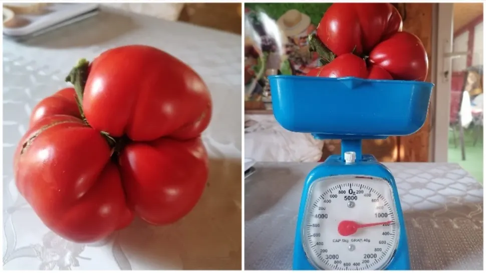 Gospodarul să asigurări că roșia nu a fost stropită