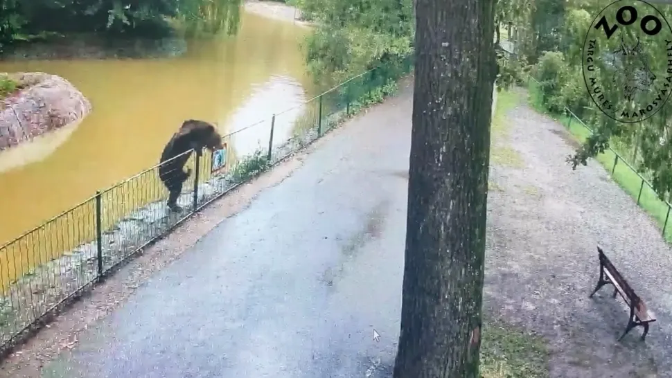 Panică la ZOO Târgu Mureș: un urs a evadat și a sfâșiat o căprioară. Animalul, filmat cum se plimbă nestingherit prin incintă. Accesul vizitatorilor NU a fost restricționat - VIDEO