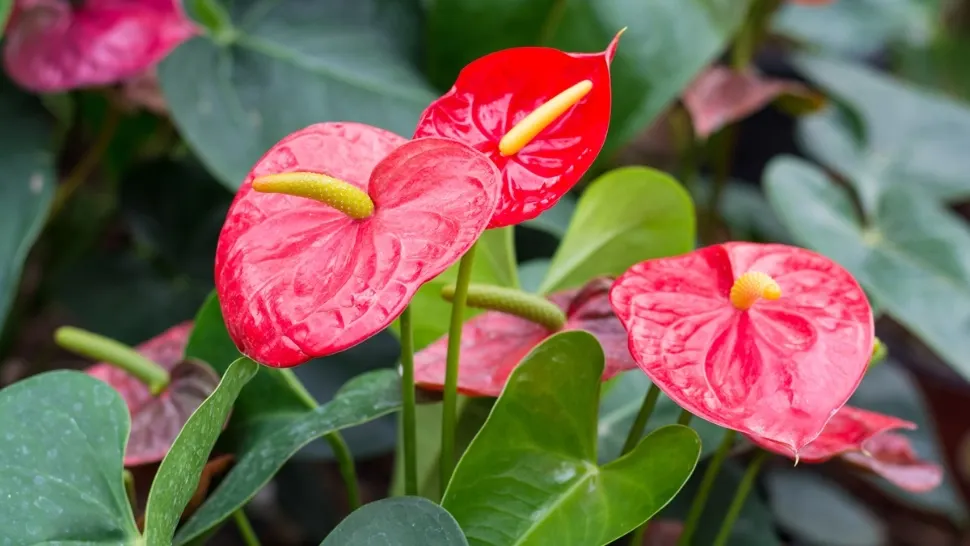 Cum să ai grijă de floarea flamingo, care emană romantism. Planta are nevoie de atenție specială
