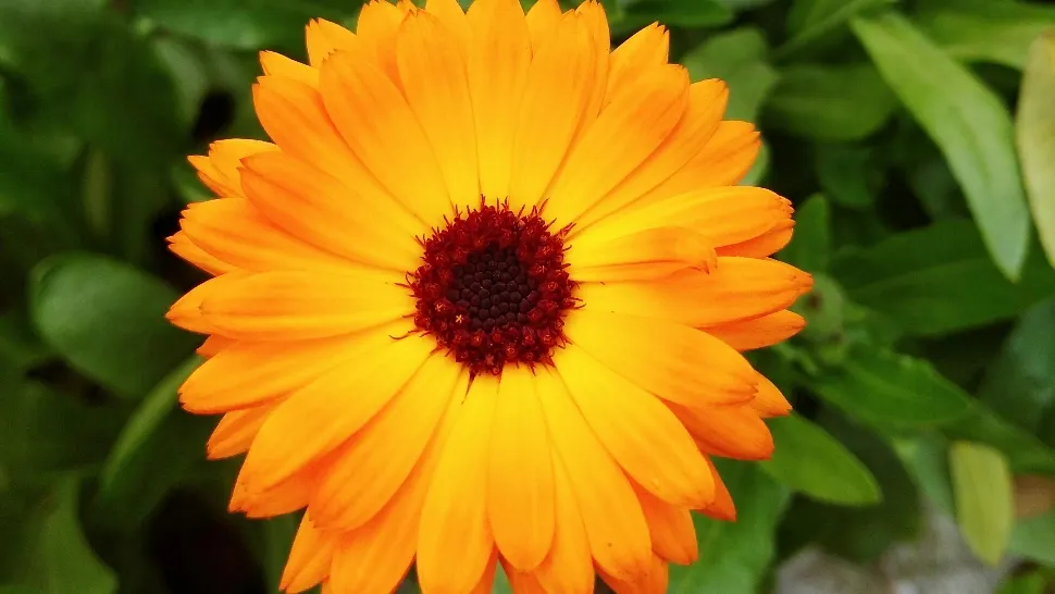 De ce sunt florile de gălbenele atât de populare în rândul plantelor medicinale. Ce beneficii au, de fapt