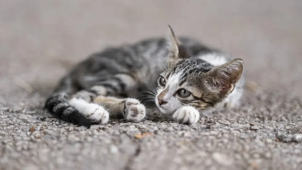 Femeie amendată cu 12.000 de lei după ce a abandonat pe stradă o pisică cu 4 pui