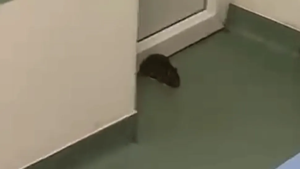 Șobolan printre pacienți, în salonul unui spital din Timiș. Zilele trecute, un alt spital a fost invadat de LILIECI - VIDEO