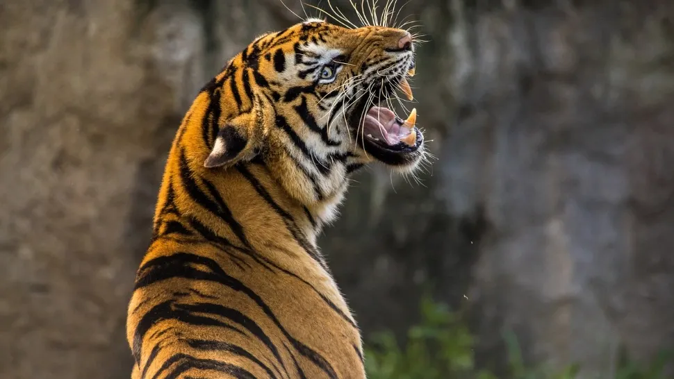 Scene terifiante într-un parc de distracții: O femeie a fost atacată de un tigru