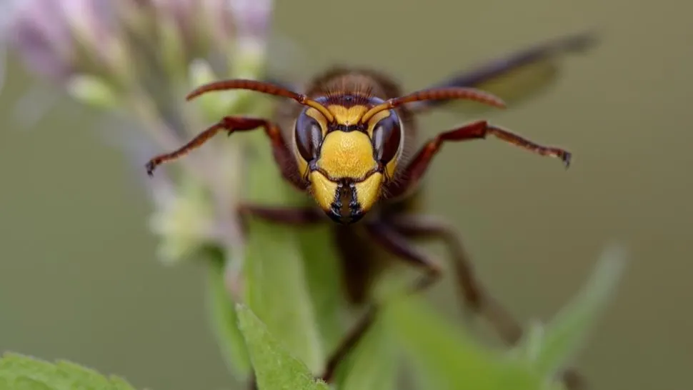 Caz șocant în România! Un bărbat de 49 de ani a murit după ce a fost înțepat în cap de o insectă