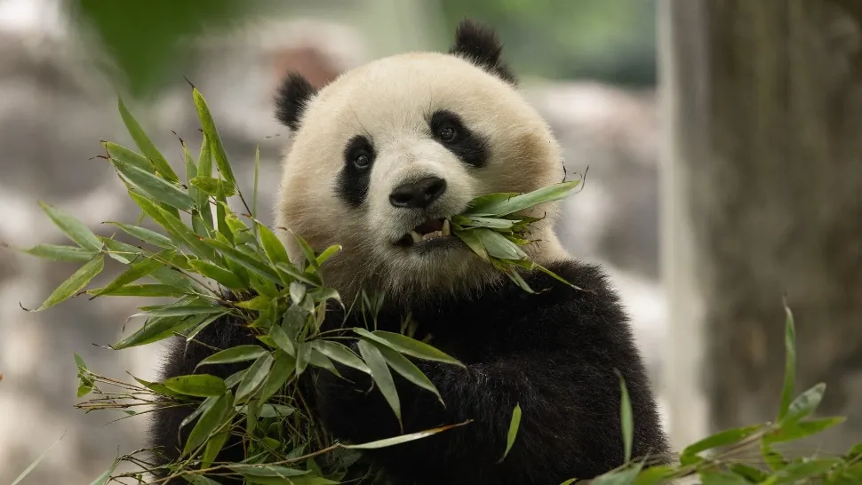 Diplomația, dusă la un alt nivel. O pereche drăgălașă de panda, trimisă de China la Washington. Călătoria uimitoare a celor două VIP-uri/ Profimedia