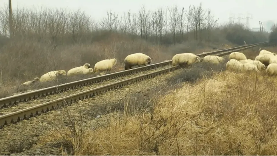 Zeci de oi, spulberate de un tren pe ruta Iași-Timișoara. Traficul feroviar, întrerupt temporar - VIDEO