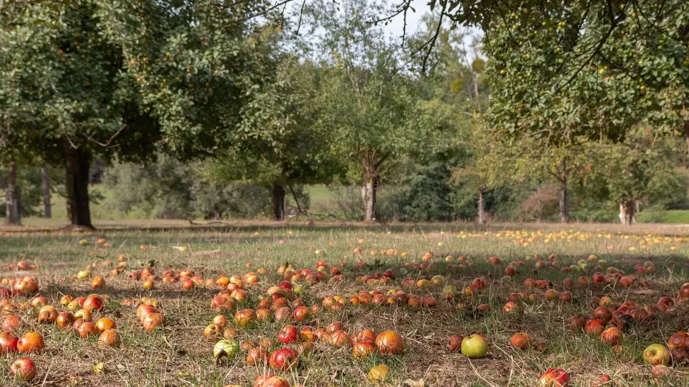 Cum trebuie să faci fertilizarea de toamnă a pomilor fructiferi. Ce spun specialiștii
