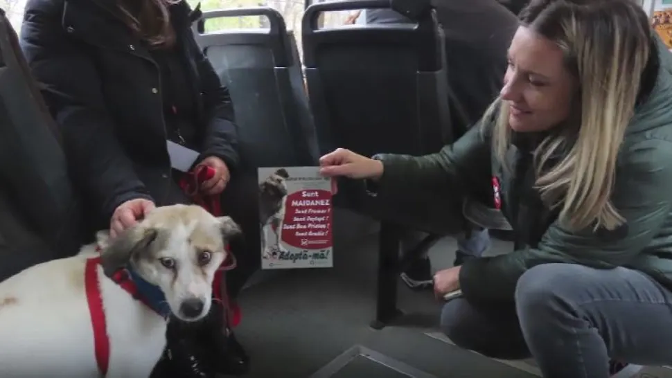 Tramvaiul destinat animalelor de companie. Mesajul LANSAT de autorități