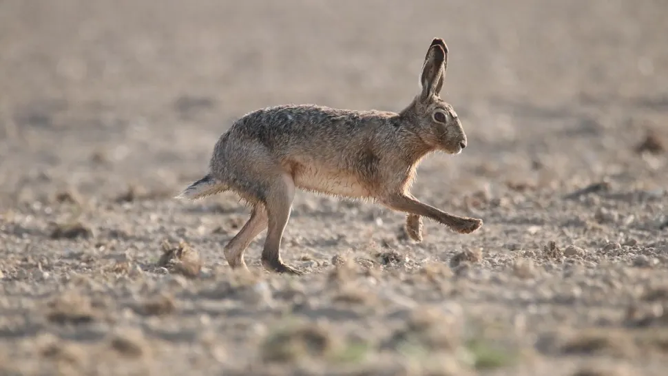 Cum se transmite tularemia sau „febra iepurelui”: o boală tot mai răspândită face RAVAGII
