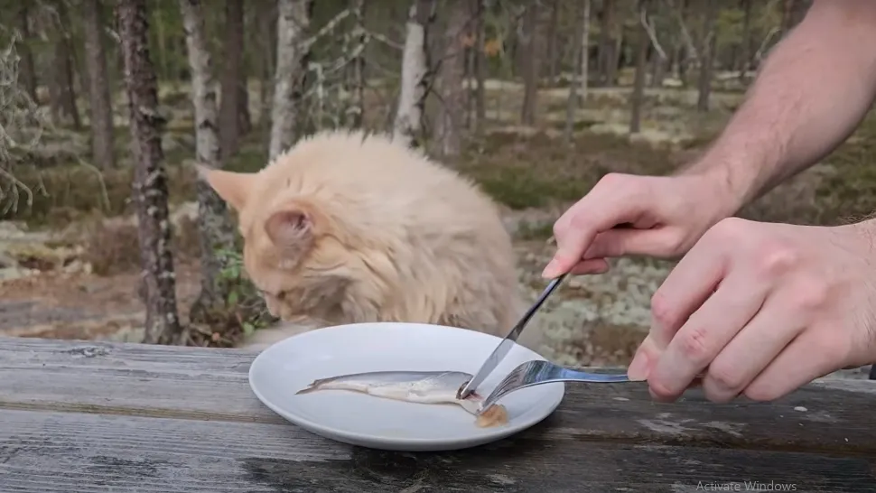 Cea mai ÎMPUȚITĂ delicatesă alimentară din lume. Miroase atât de rău încât până și pisicile sau câinii fug de miros - VIDEO