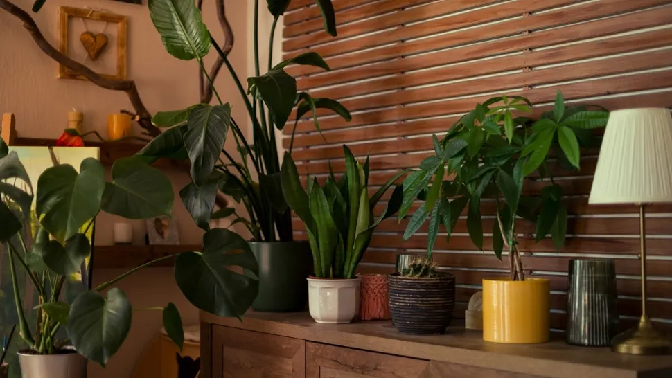 Floarea pe care e recomandat să o ai în casă la început de an. Această plantă te-ar putea scăpa de energiile negative