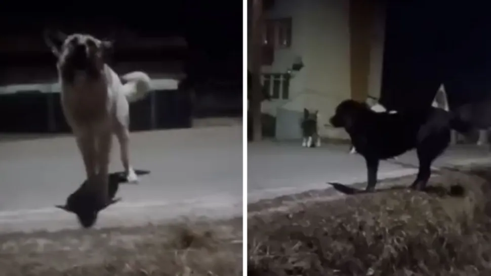 Dosar penal după ce o femeie a fost atacată de o haită de câini, la Cluj. Cine e vinovat: poliția arată cu degetul spre autoritățile locale/ Captură Știri de Cluj