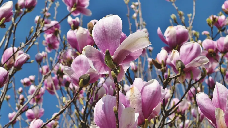 Cum poți înmulți magnolia prin butași și când se face această procedură. Sfaturi utile pentru toți iubitorii acestui arbore