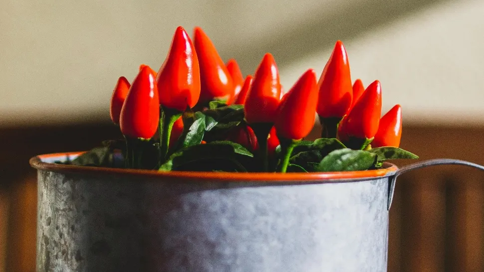 Ce se întâmplă în corp când consumi alimente picante. Ce efect are asupra organismului capsaicina