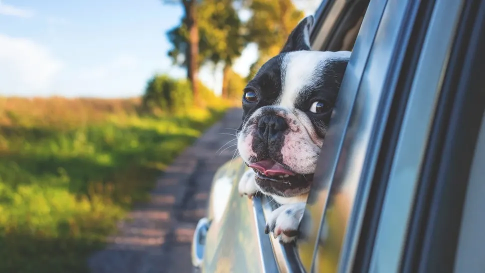 Când îți INTERZICE legea să transporți animalele de companie cu mașina. Riști o amendă de peste 4.000 de lei
