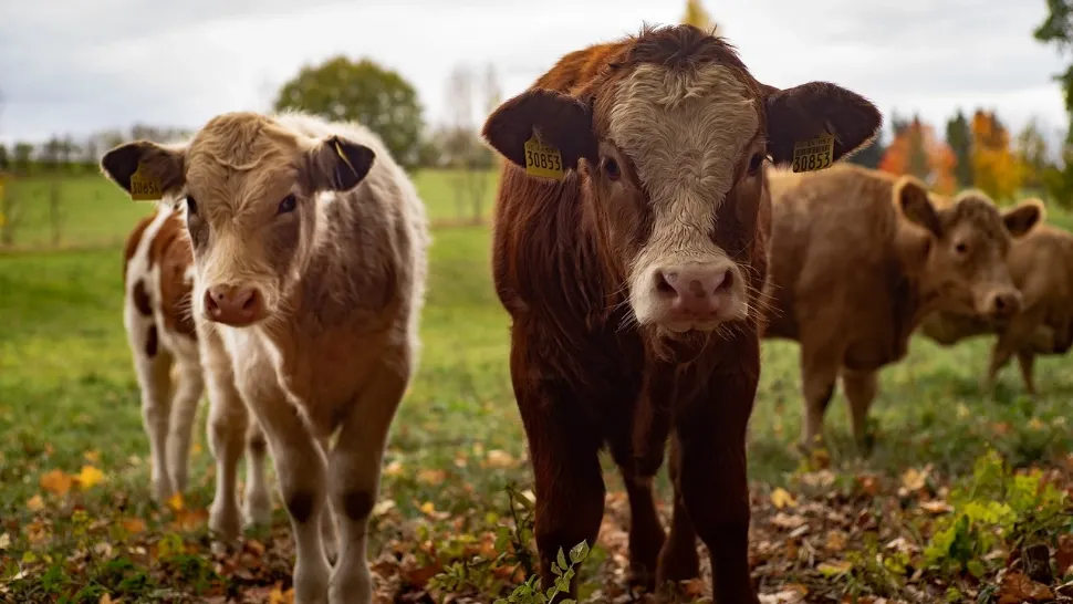 Fermele de vaci, în prag de FALIMENT. Crescătorii de animale sunt disperați