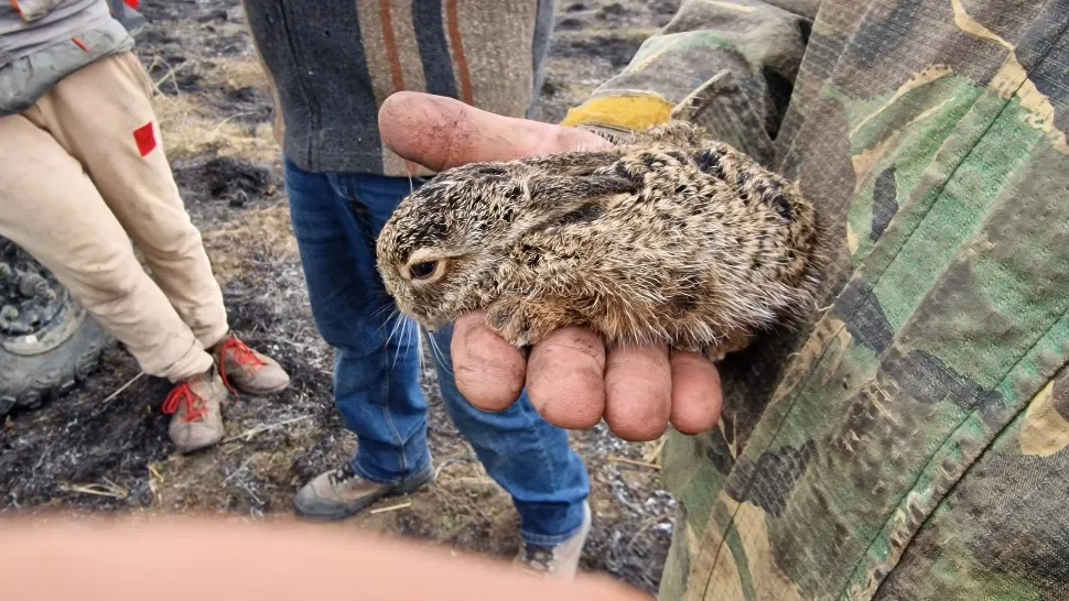 Pompierii buzoieni au salvat un pui de iepure dintr-un incendiu de vegetație. Foto: Facebook
