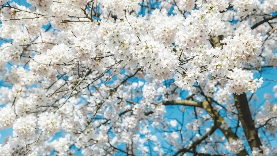 Prognoza meteo pe o lună: temperaturi mai mari decât cele specifice perioadei. Cum va fi vremea de 1 mai