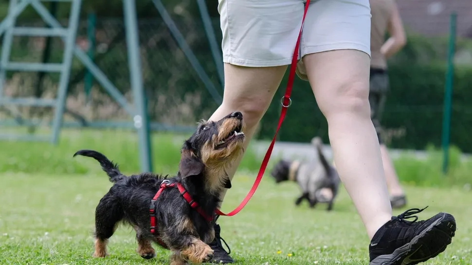 Ce trebuie să știe proprietarii de animale care încalcă legea: amenzi uriașe și pedepse cu închisoarea. Ce este complet INTERZIS